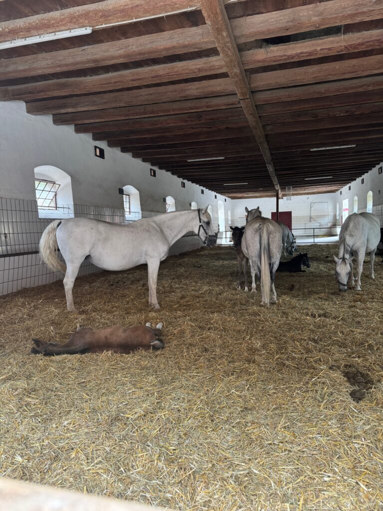 VaniVanity_Lipizzaner Piber