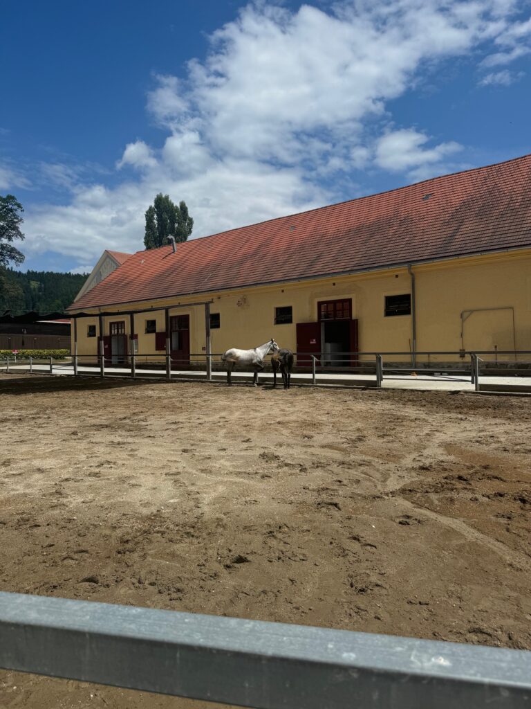 VaniVanity_Lipizzaner Piber