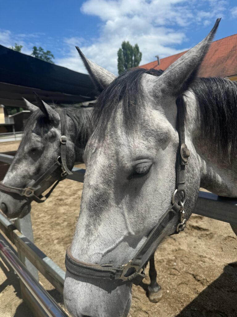 VaniVanity_Lipizzaner Piber