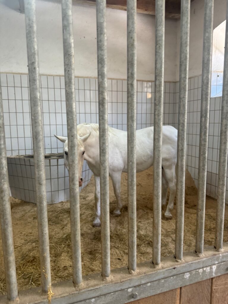 VaniVanity_Lipizzaner Piber