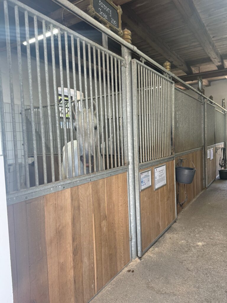 VaniVanity_Lipizzaner Piber