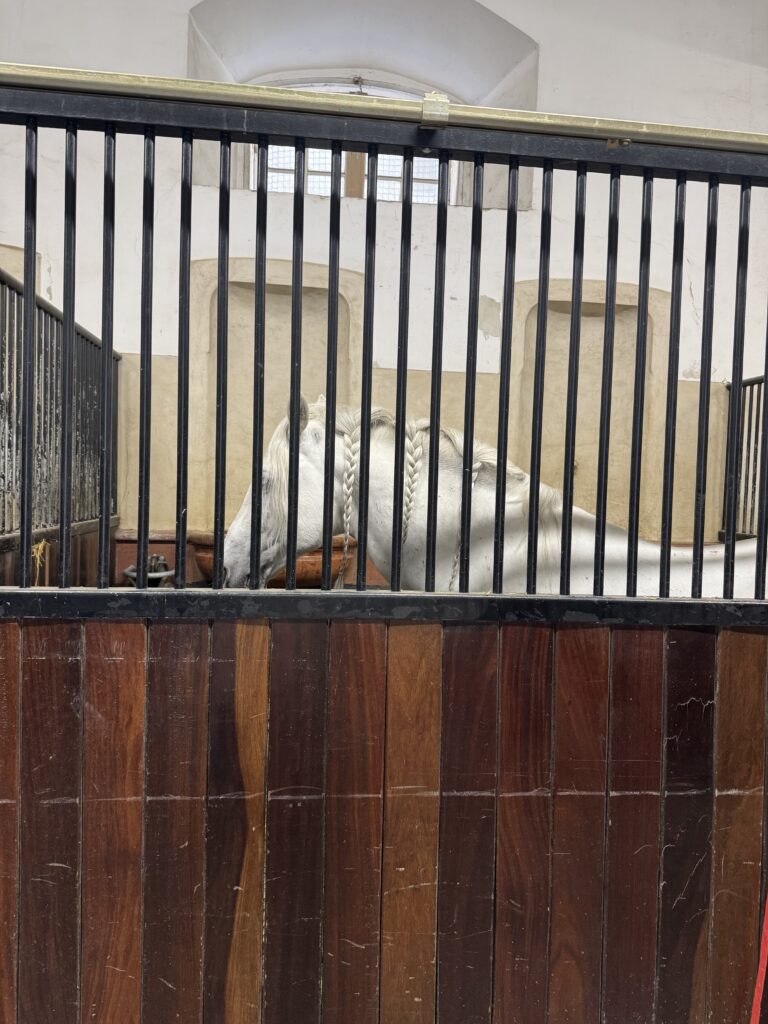 VaniVanity_Spanish Riding School