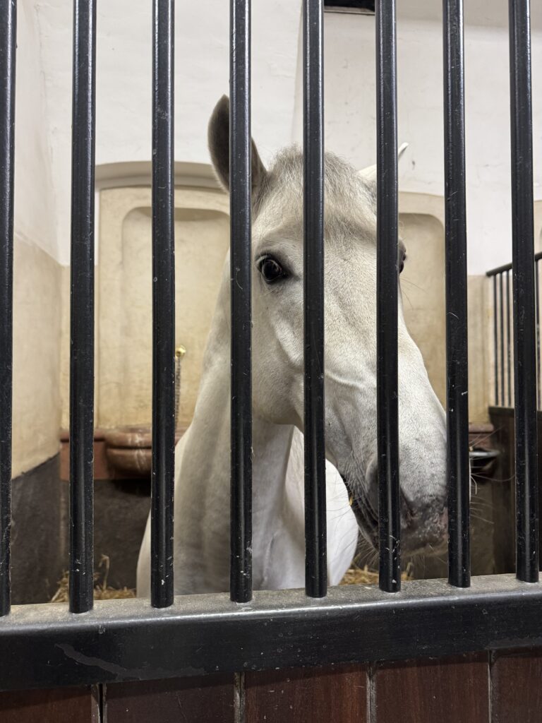 VaniVanity_Spanish Riding School