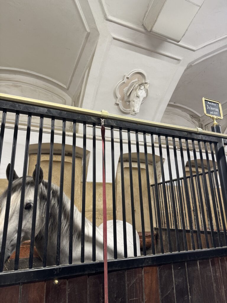 VaniVanity_Spanish Riding School