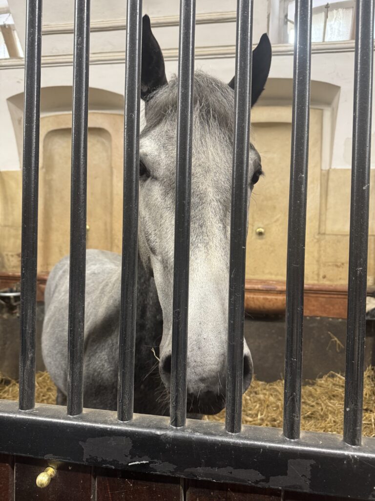 VaniVanity_Spanish Riding School