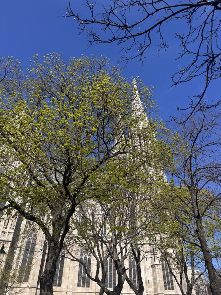 VaniVanity_Spring arrives in Vienna