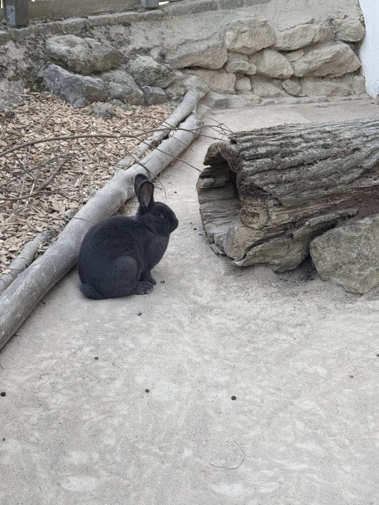 VaniVanity_Tiergarten Schönbrunn Zoo