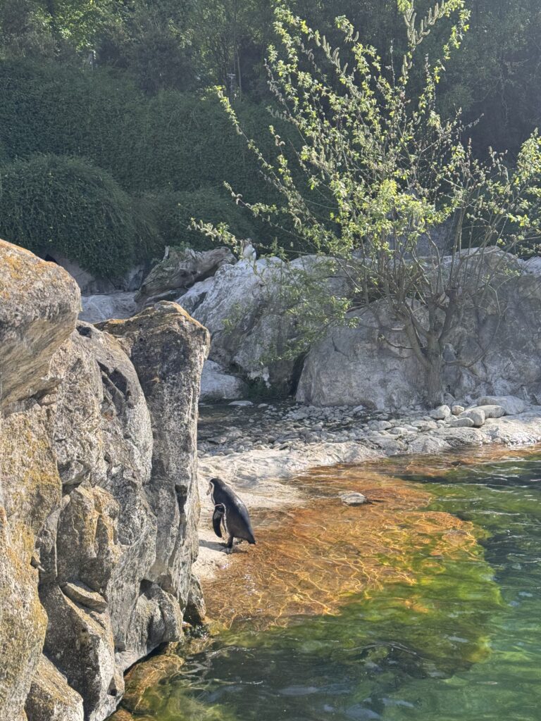 VaniVanity_Tiergarten Schönbrunn Zoo