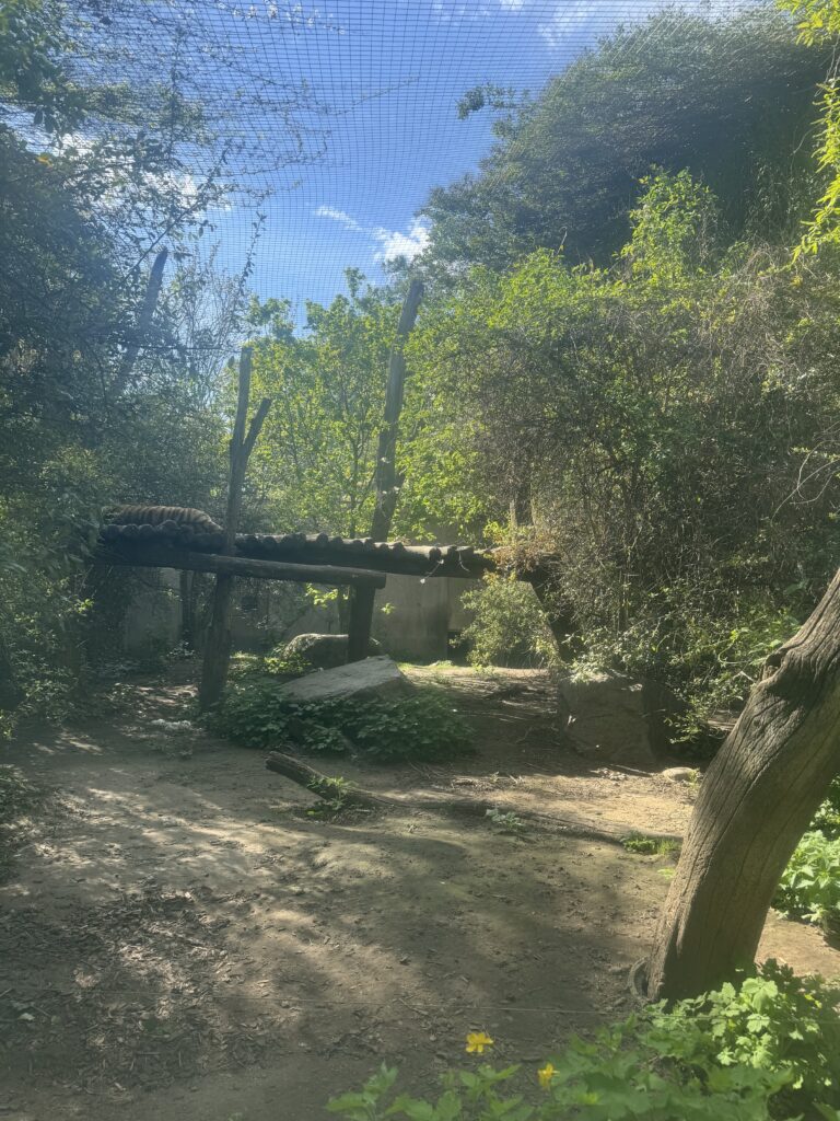 VaniVanity_Tiergarten Schönbrunn Zoo