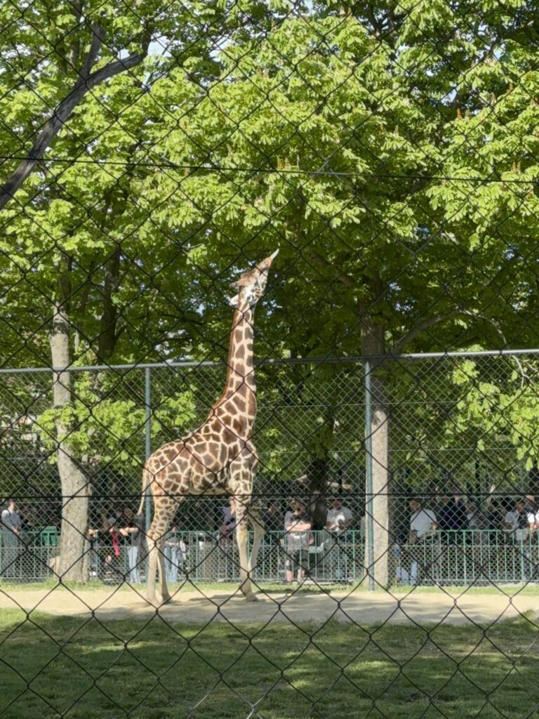 VaniVanity_Tiergarten Schönbrunn Zoo
