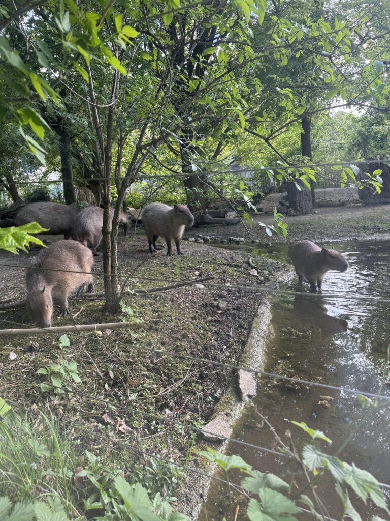 VaniVanity_Tiergarten Schönbrunn Zoo