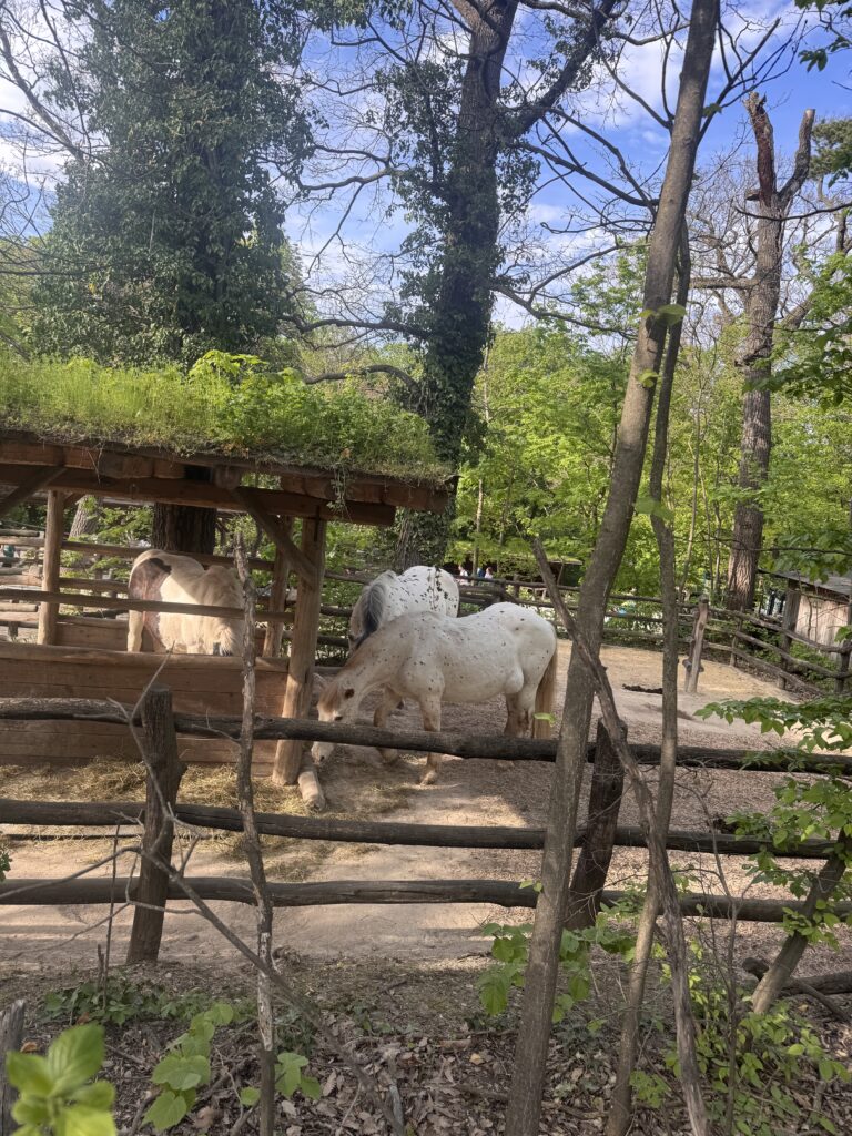 VaniVanity_Tiergarten Schönbrunn Zoo
